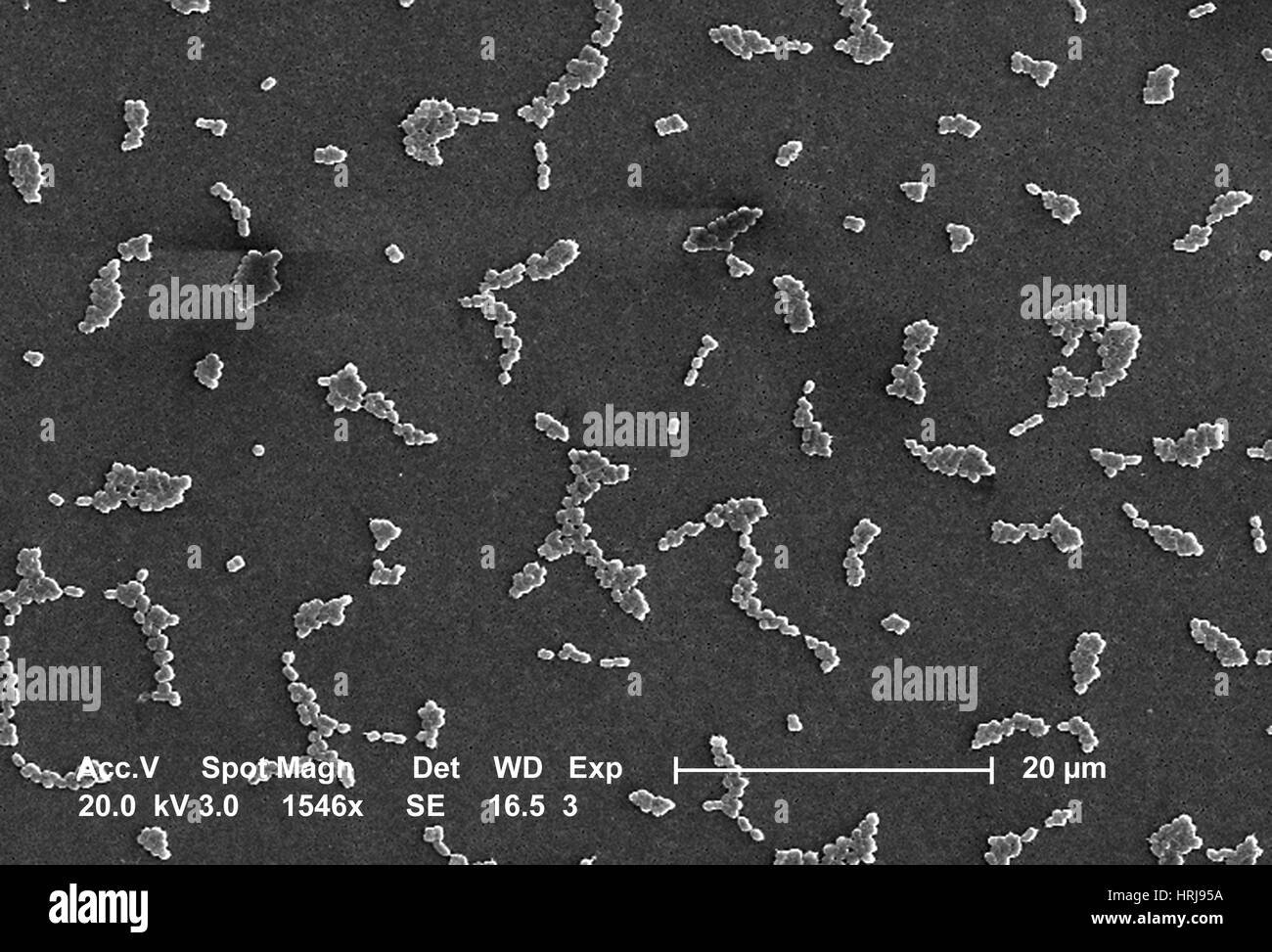 Acinetobacter baumannii Bacteria, SEM Stock Photo