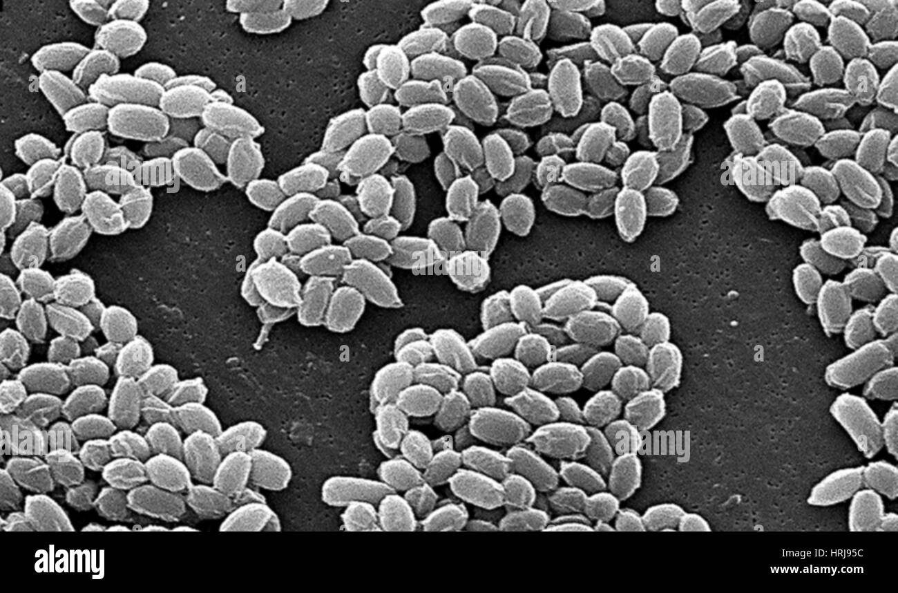 Anthrax, Bacillus anthracis Bacteria, SEM Stock Photo Alamy