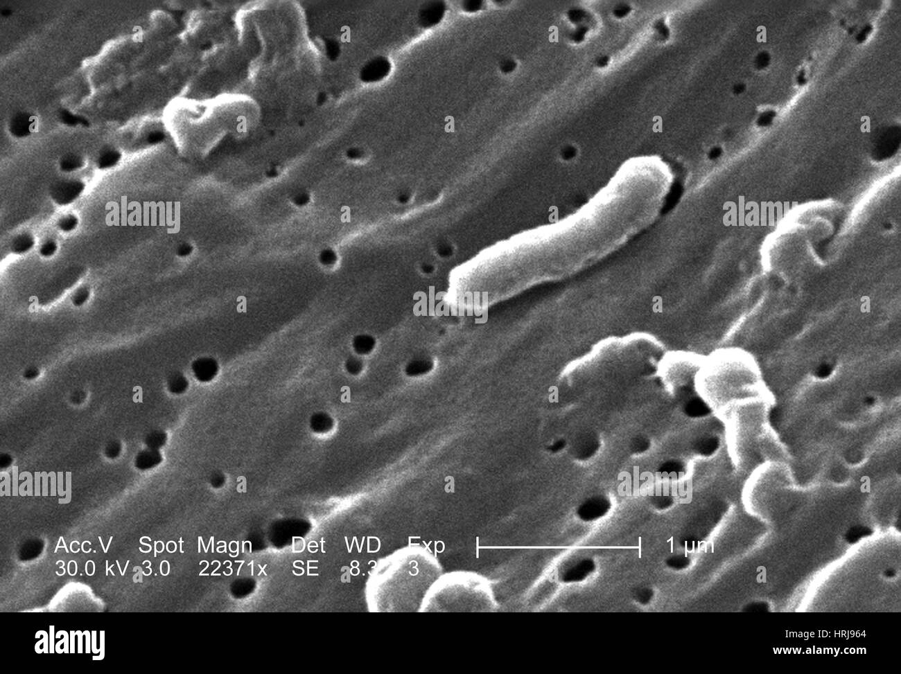 Vibrio cholerae Bacteria, SEM Stock Photo