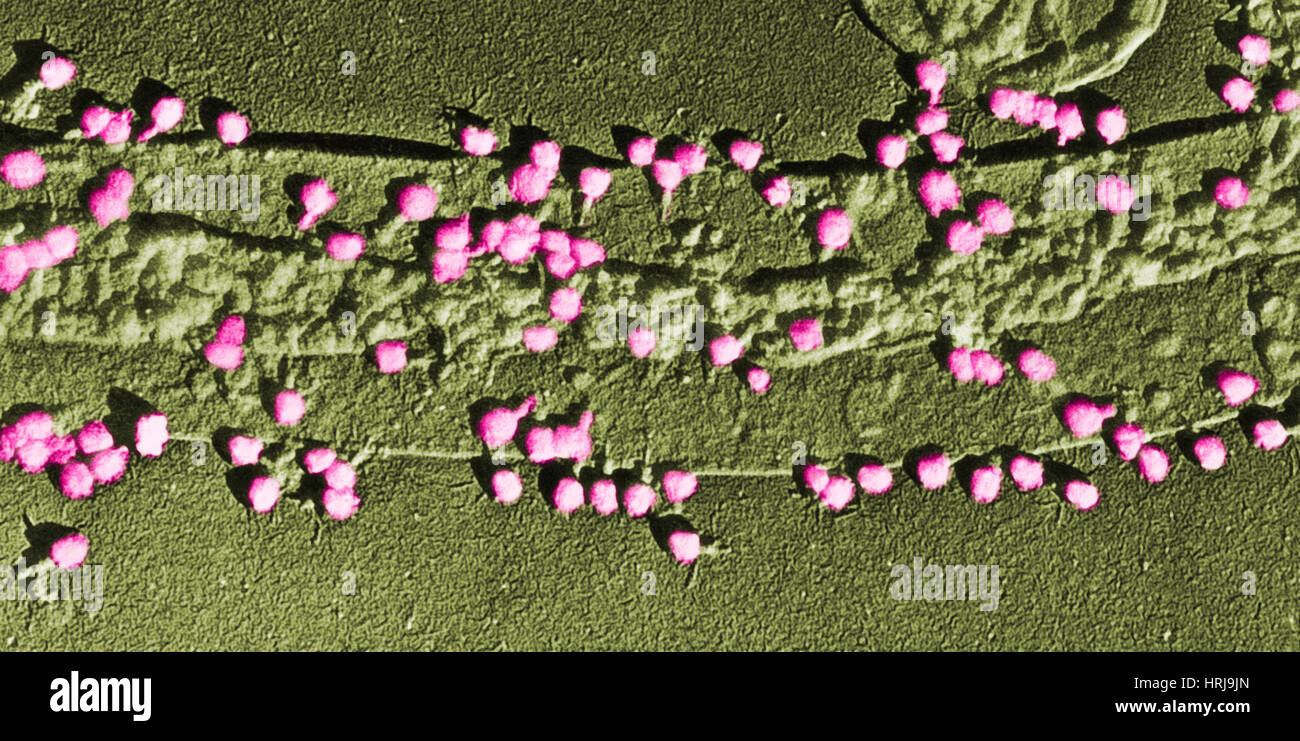 Escherichia Coli on a Cell Wall Stock Photo