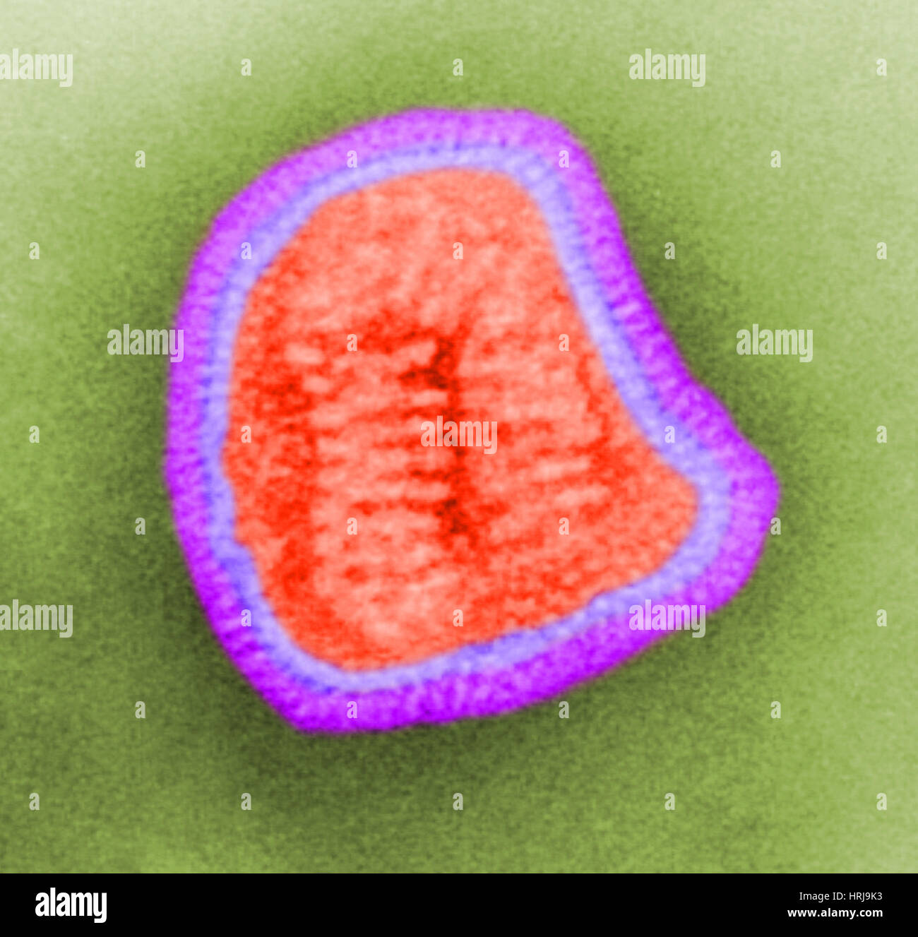 Influenza Virus, TEM Stock Photo