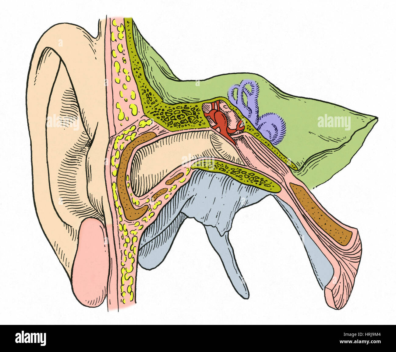 Left Ear Reference Ear diagram hi-res stock photography and images - Alamy