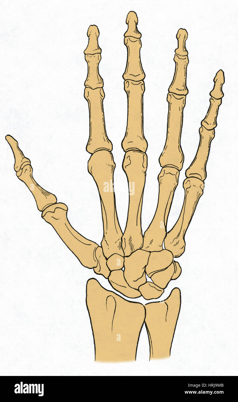 Hand and Wrist Bones Stock Photo - Alamy