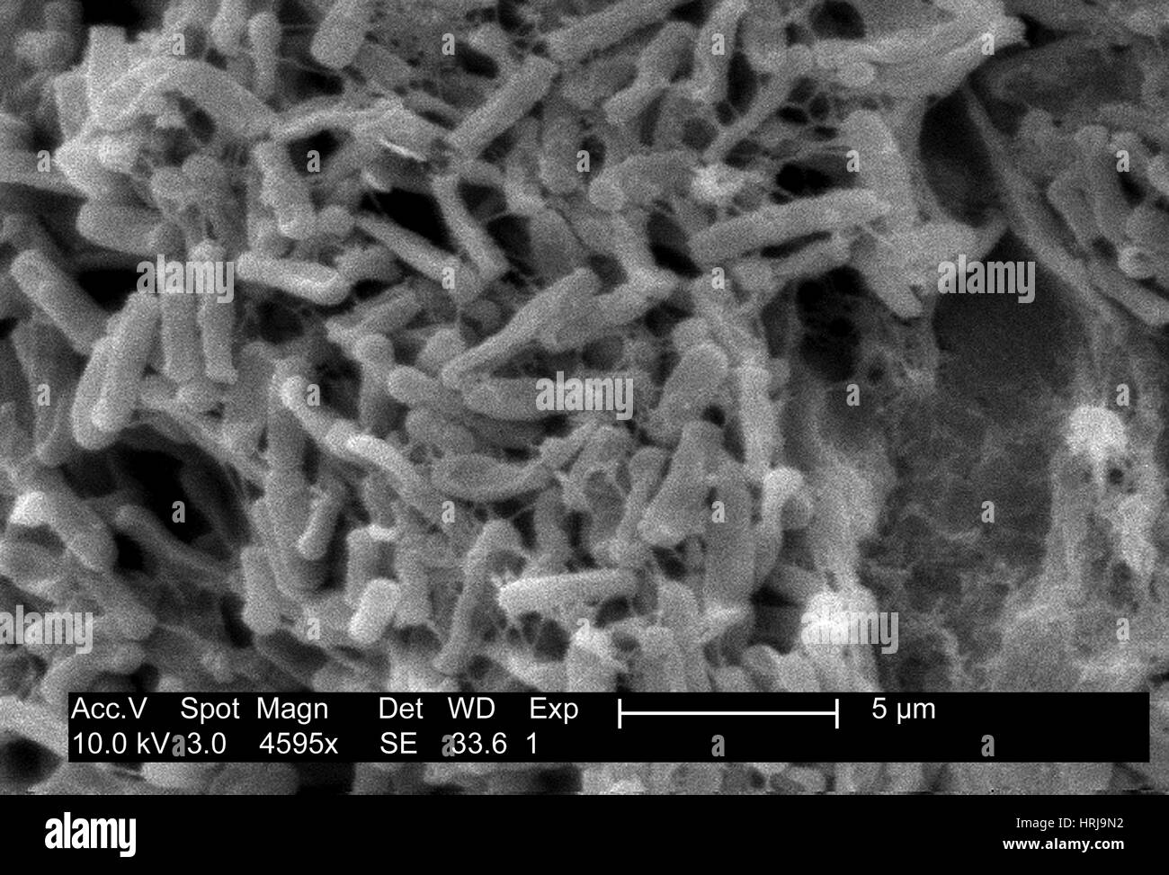 Clostridium difficile Bacteria, SEM Stock Photo