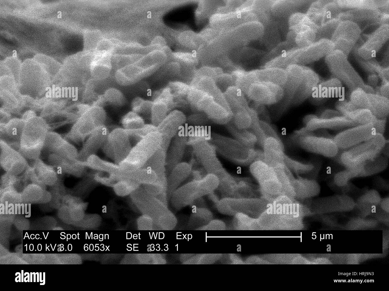 Clostridium difficile Bacteria, SEM Stock Photo