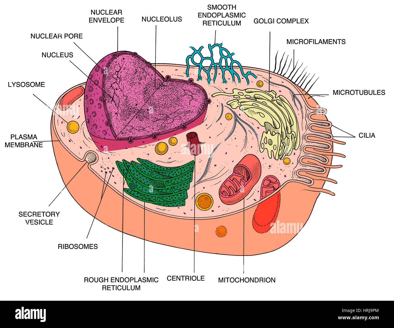 Animal Cell Diagram Stock Photo