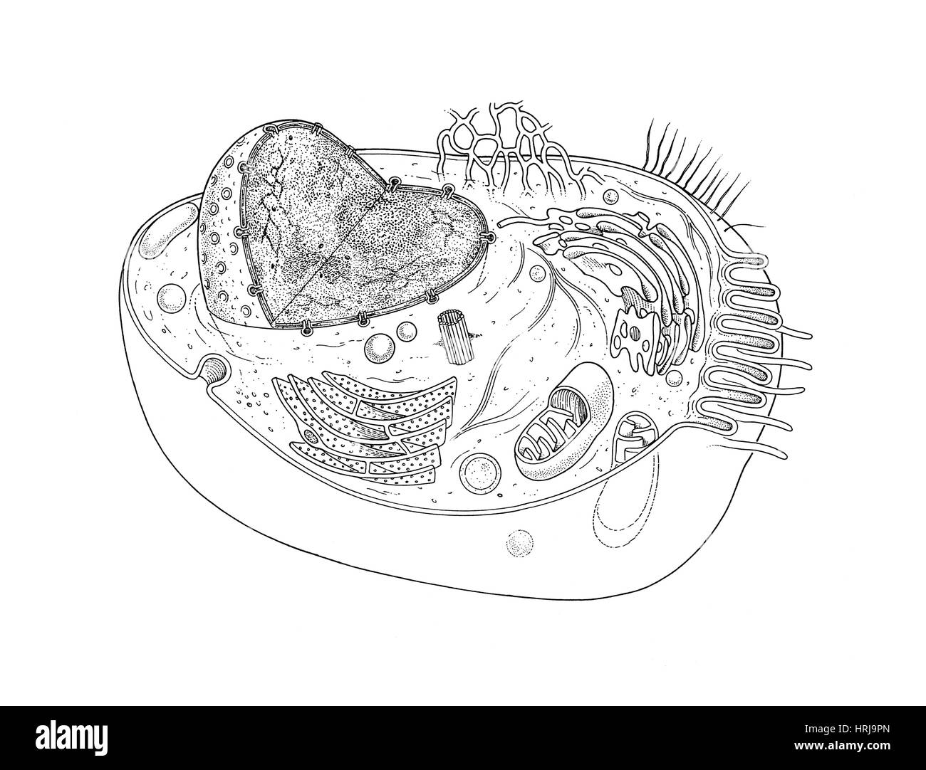 Draw the structure of Eukoryoti cell Plant cell