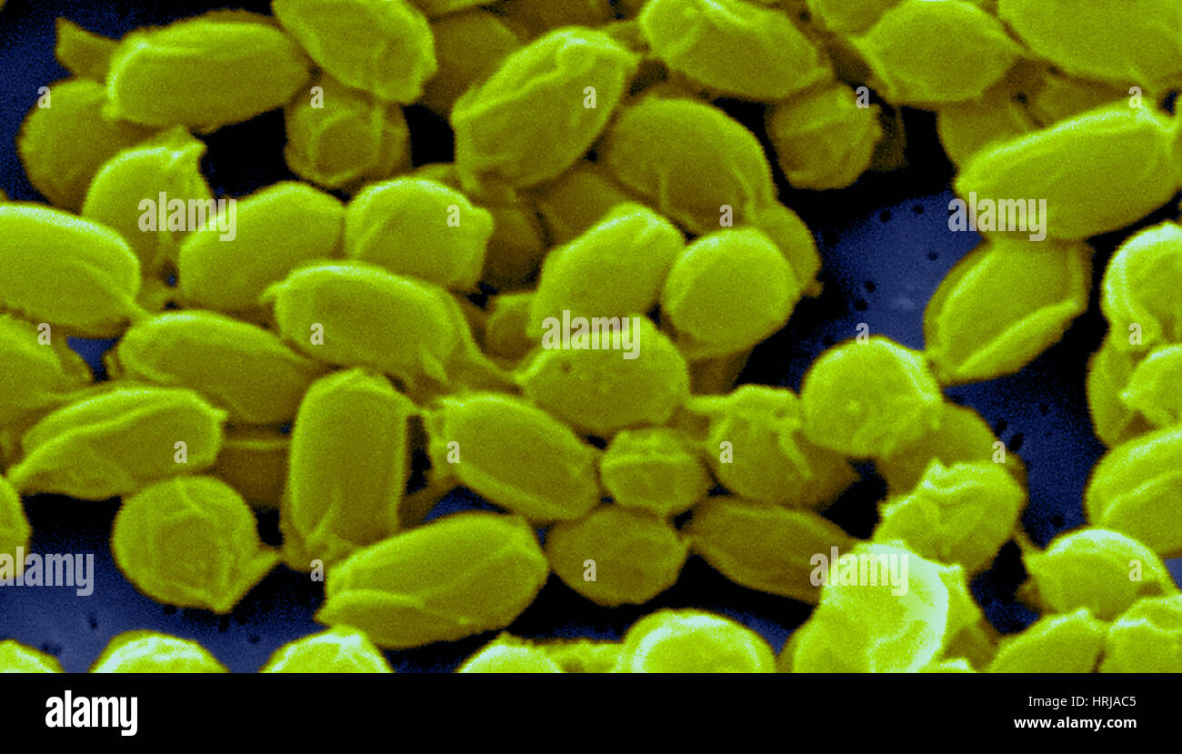 Anthrax, Bacillus anthracis Bacteria, SEM Stock Photo