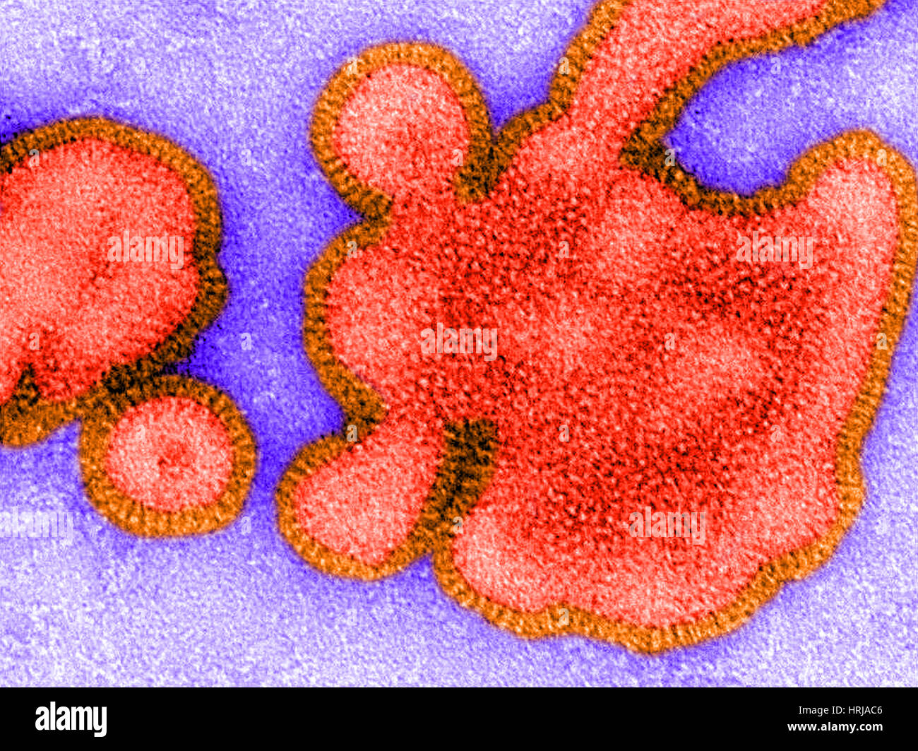H3n2 virus hi-res stock photography and images - Alamy