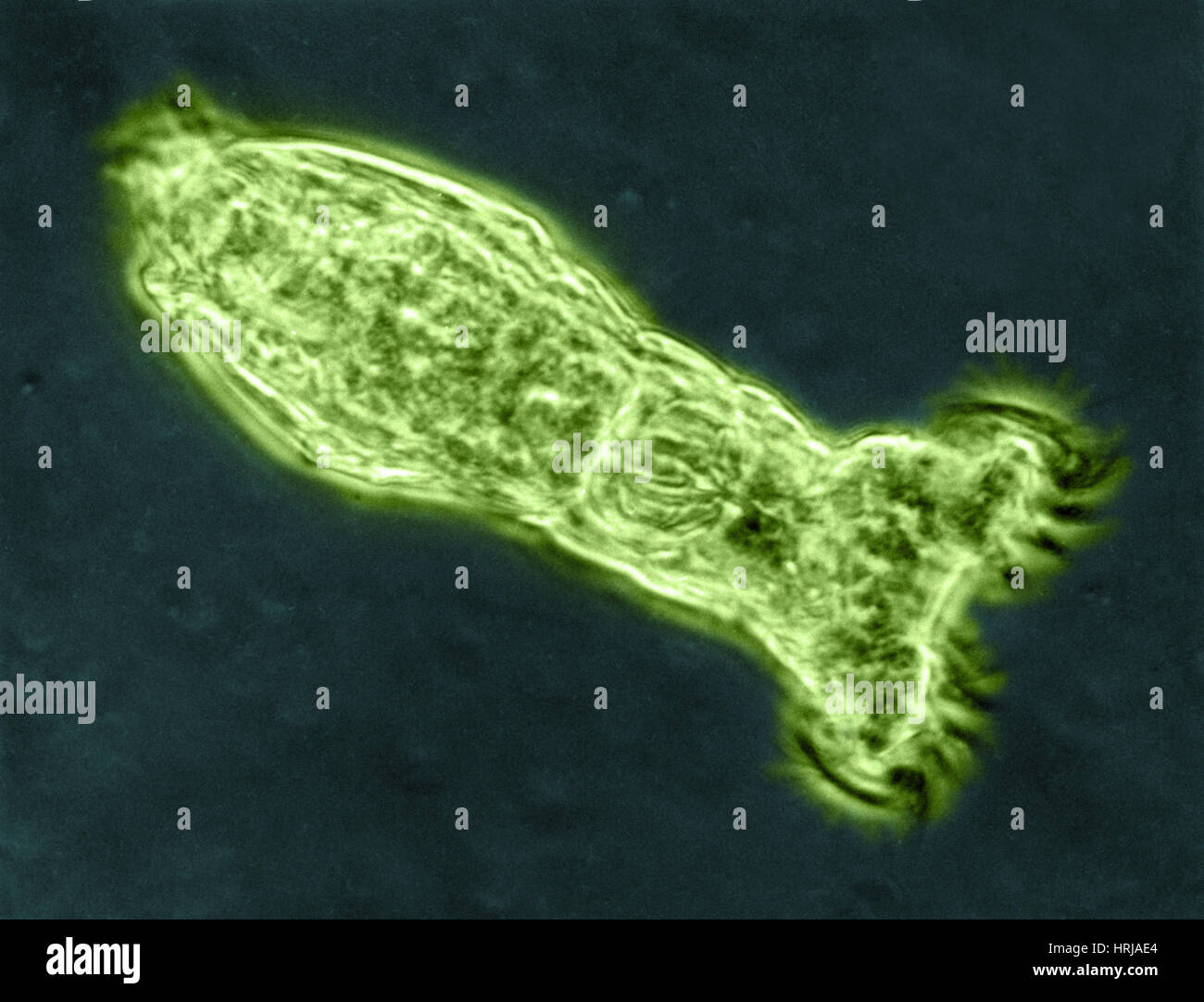 Rotifera hi-res stock photography and images - Alamy