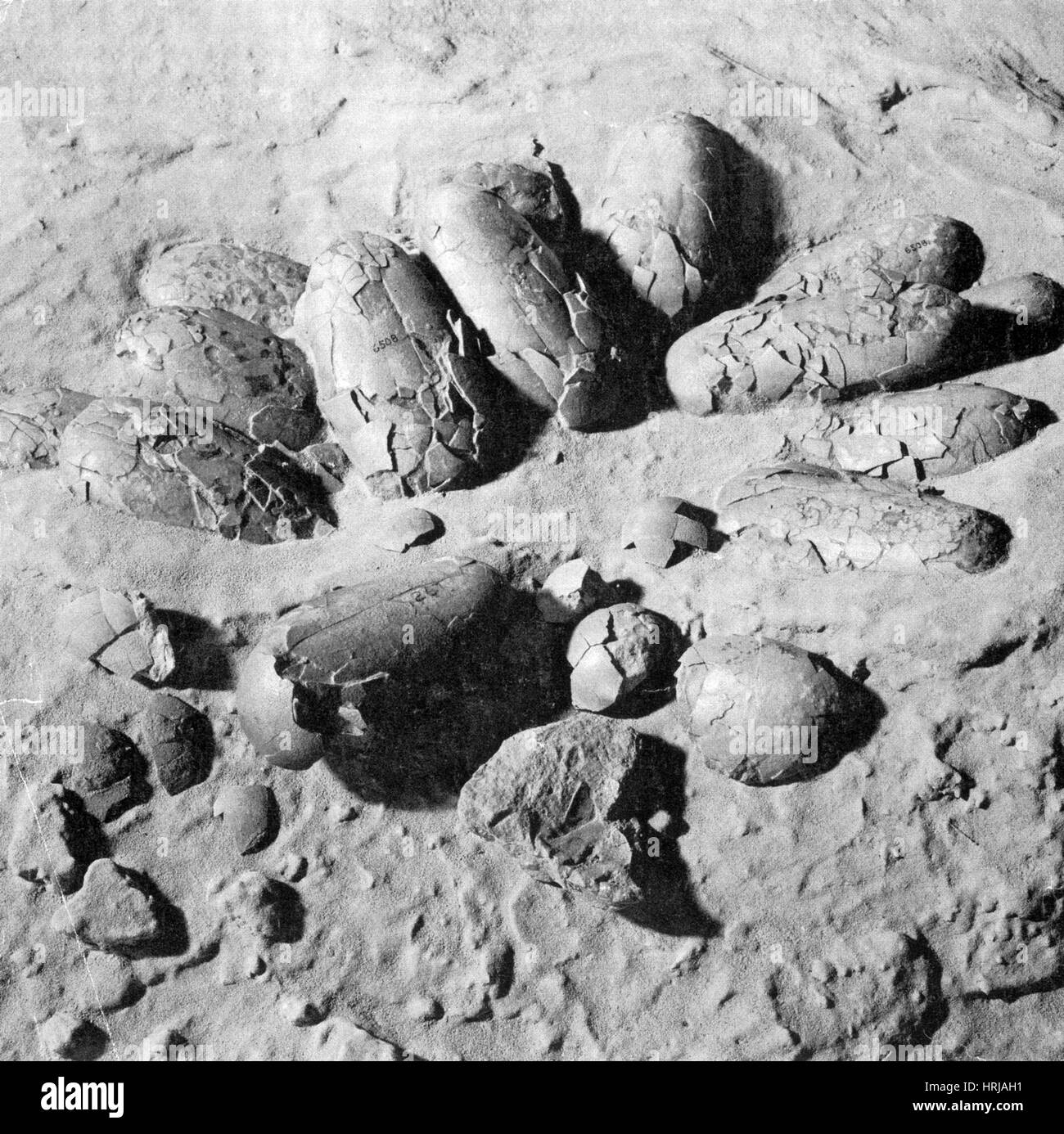 Dinosaur eggs protoceratops Black and White Stock Photos ...
