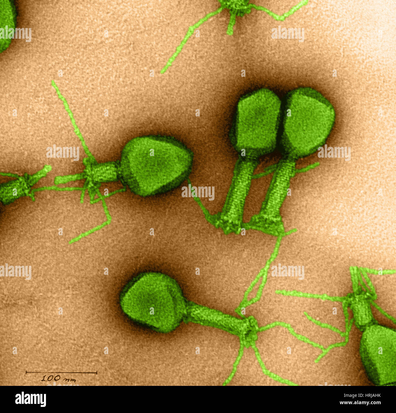 Enterobacteria phage T4 Stock Photo