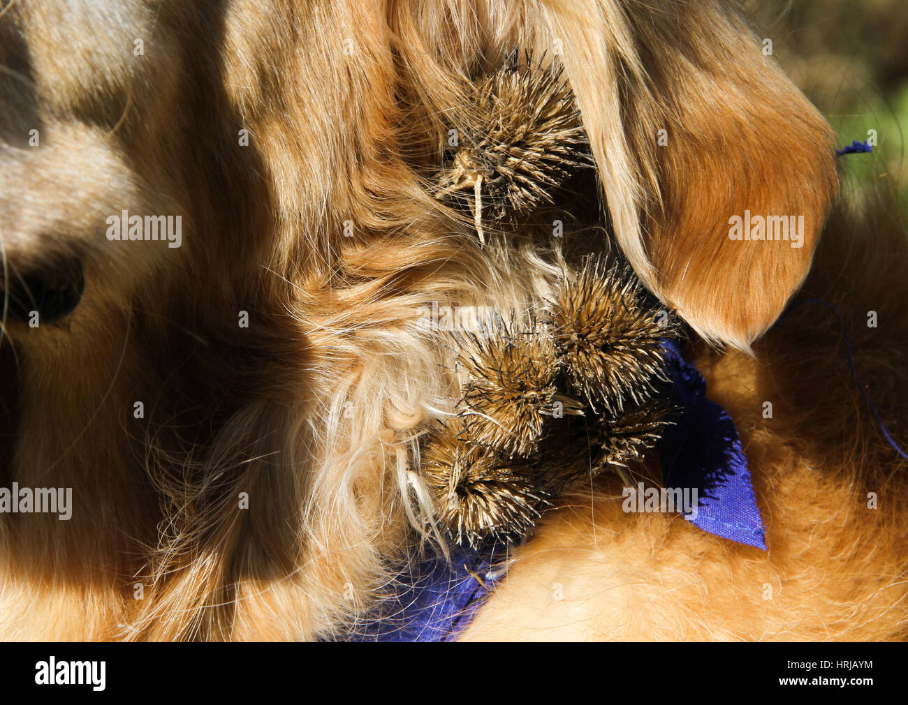 Burs in Dog's Fur Stock Photo Alamy