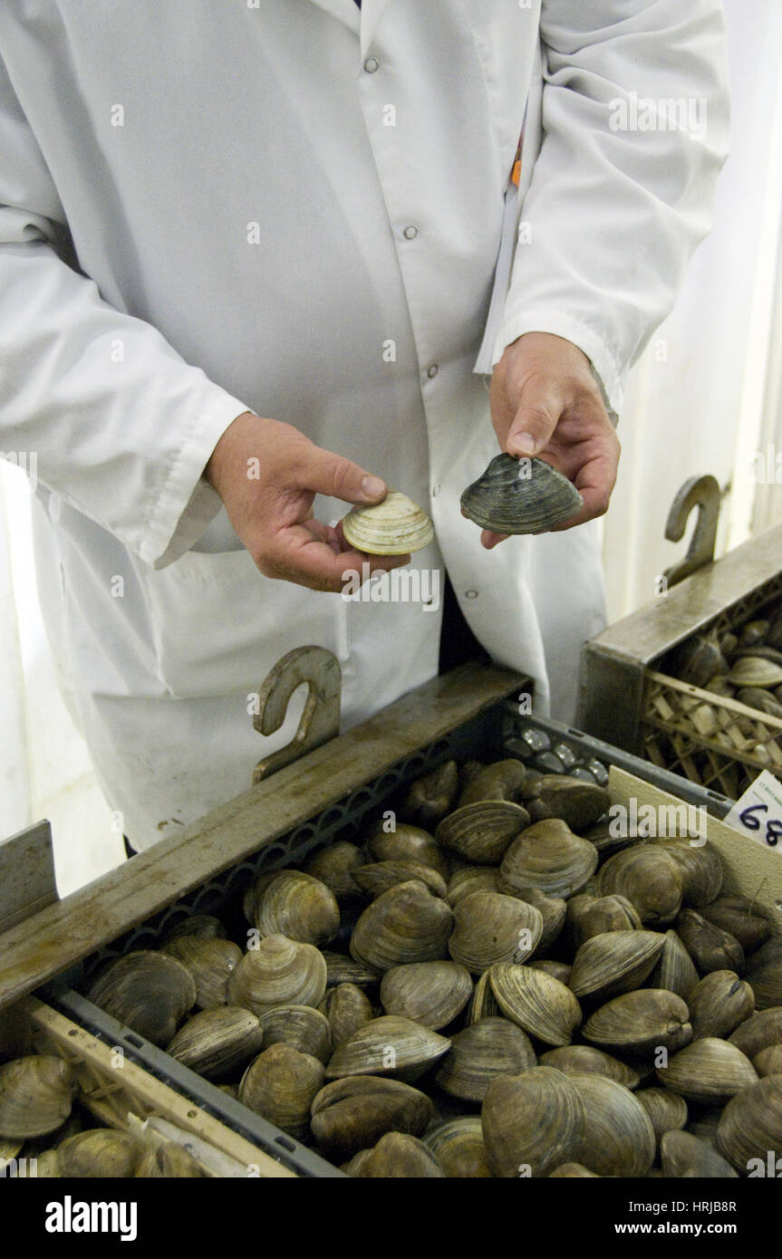 Before/After Cleansing, Safe Shellfish Stock Photo