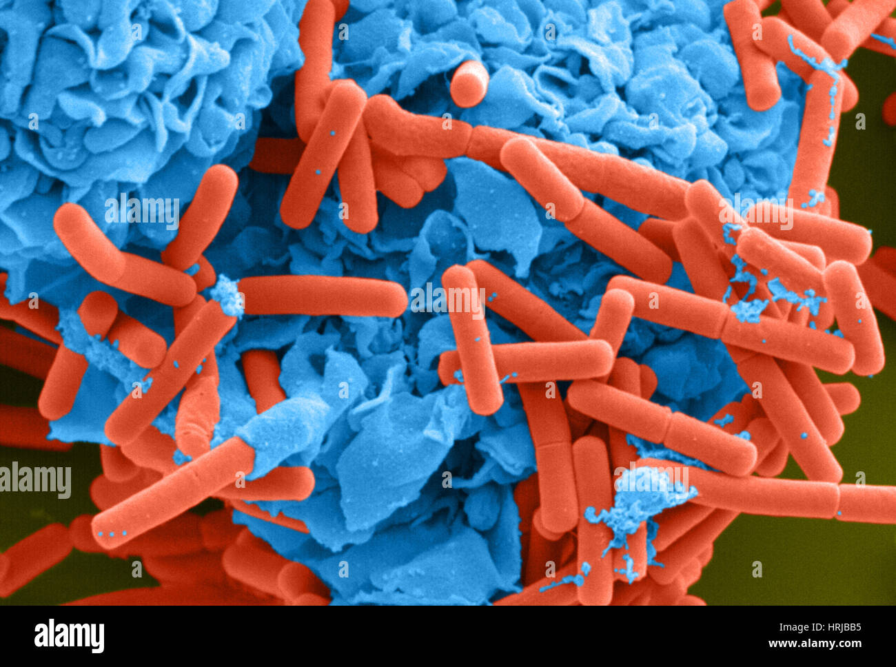 E. coli and Macrophage (SEM) Stock Photo