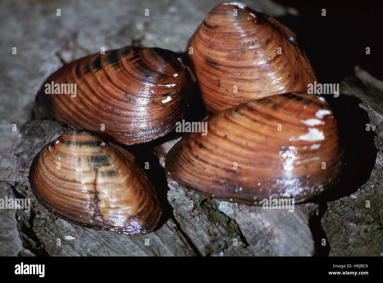 Endangered Clubshell Mussel Stock Photo