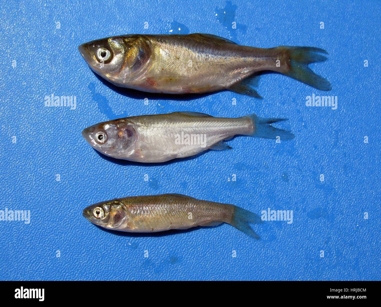 Asian carp invasive hires stock photography and images Alamy