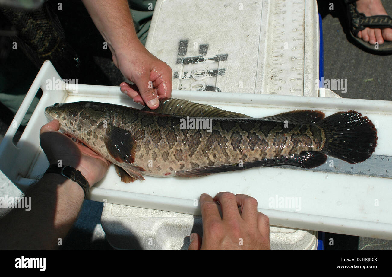 Measuring a Northern Snakehead Stock Photo
