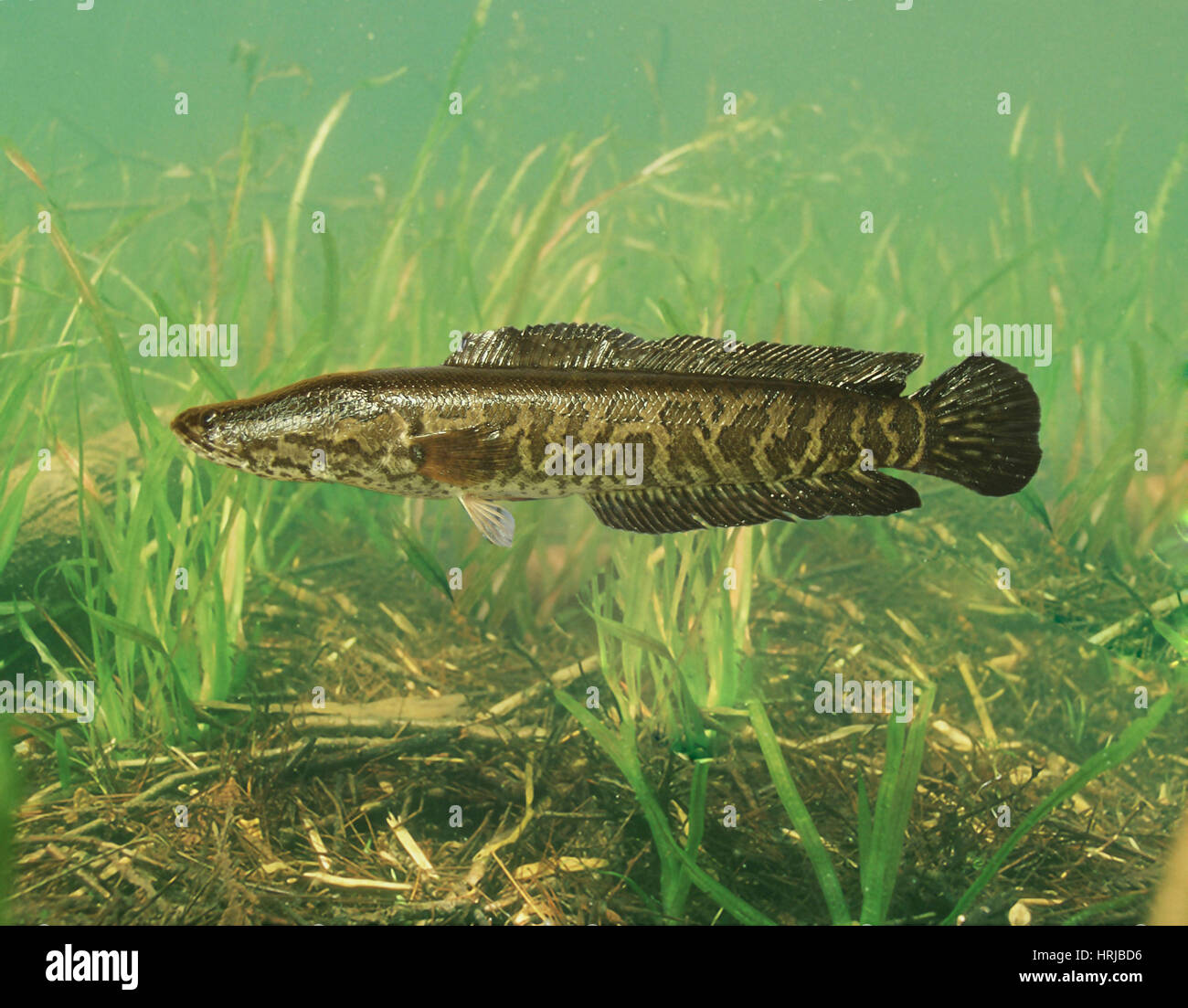 Northern Snakehead Stock Photo