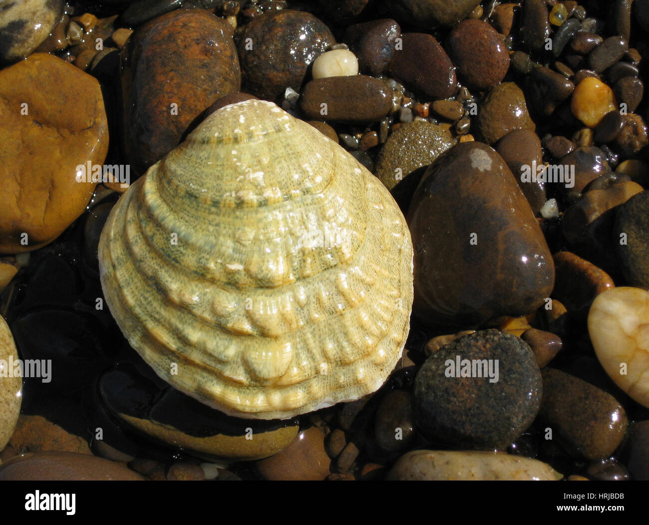 Endangered Fanshell Mussel Stock Photo