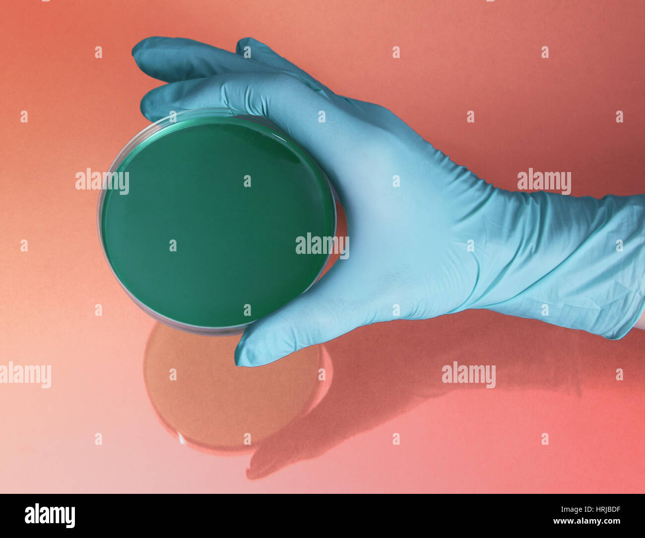 Hand Holding Petri Dish Stock Photo Alamy