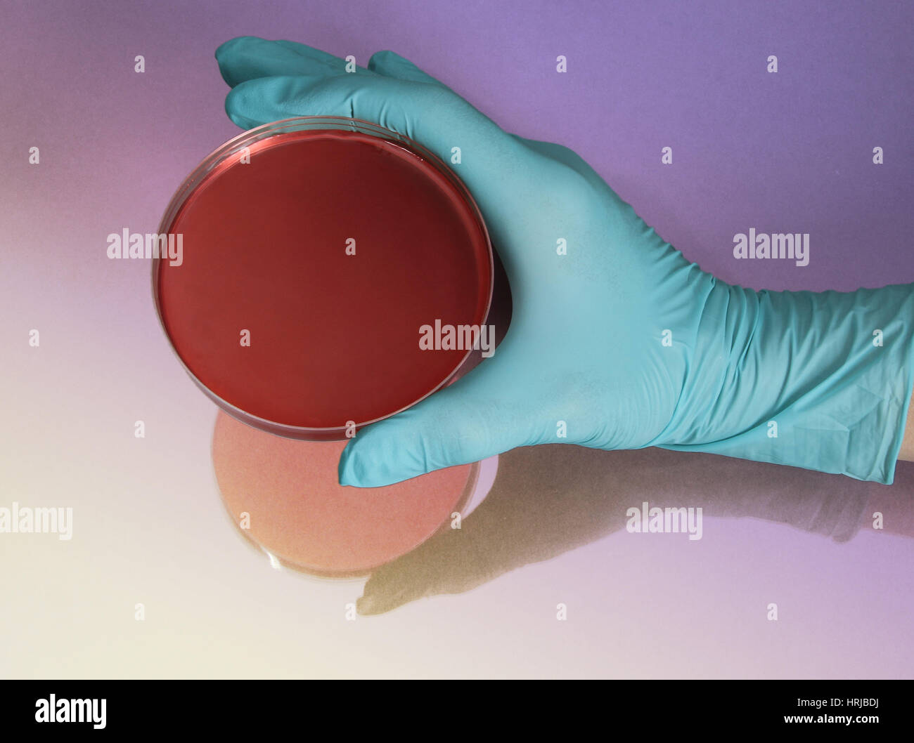 Hand Holding Petri Dish Stock Photo Alamy