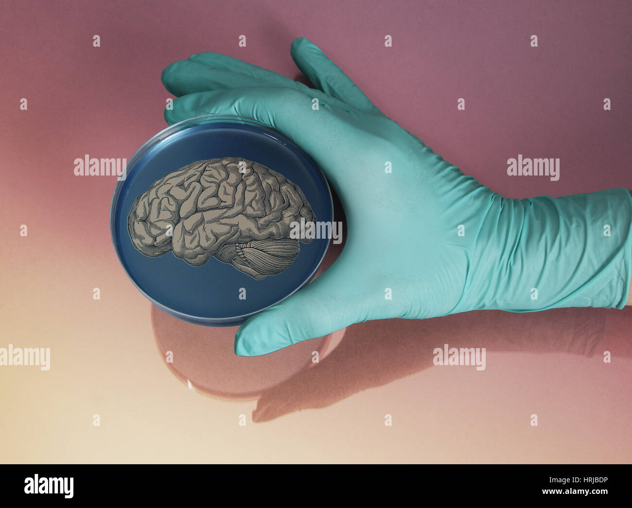 Brain in Petri Dish Stock Photo Alamy