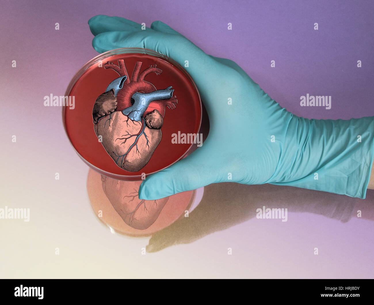 Heart in Petri Dish Stock Photo Alamy