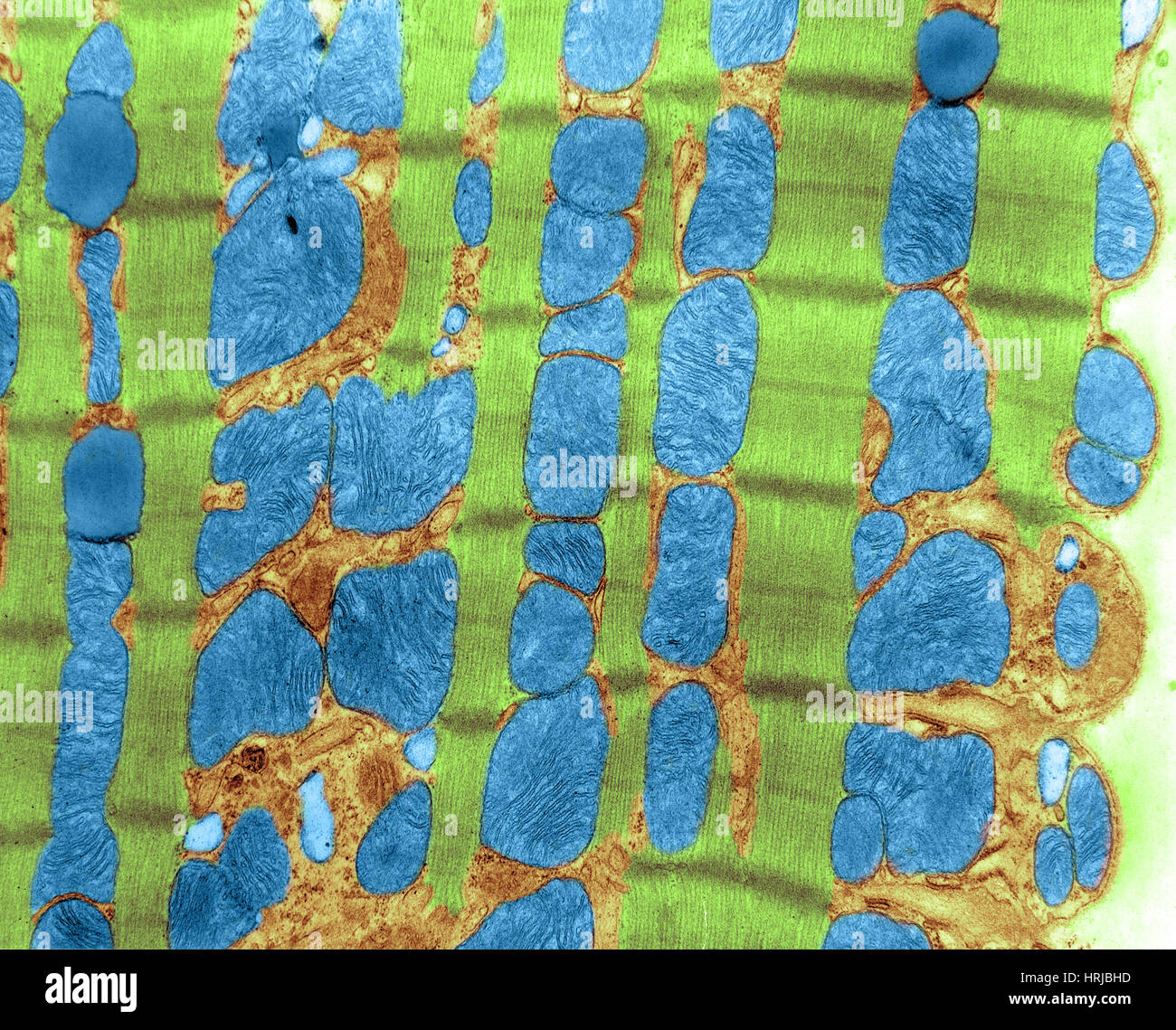 Rabbit Cardiac Muscle, TEM Stock Photo - Alamy