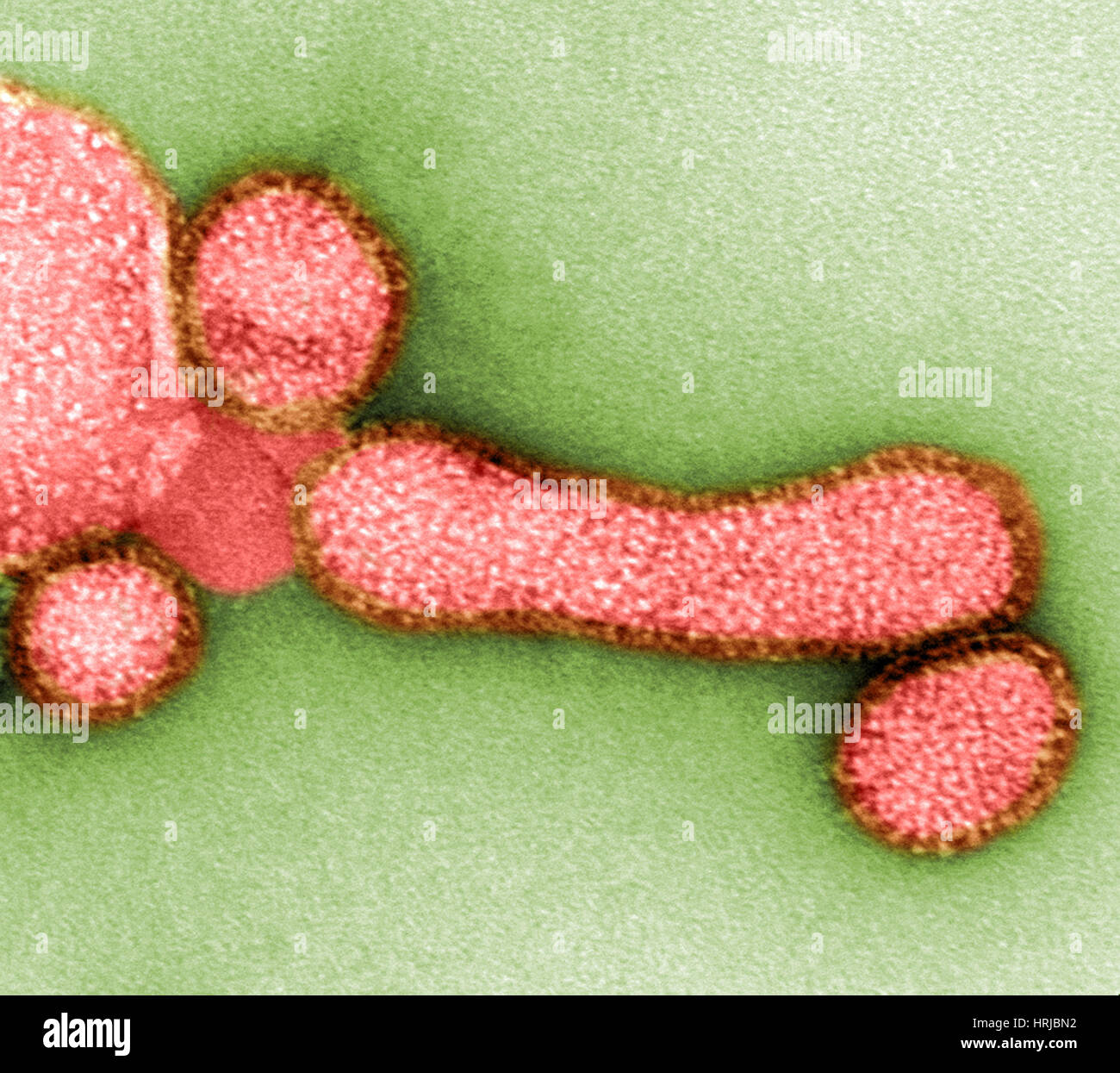 H1n1 virus micrograph hi-res stock photography and images - Alamy