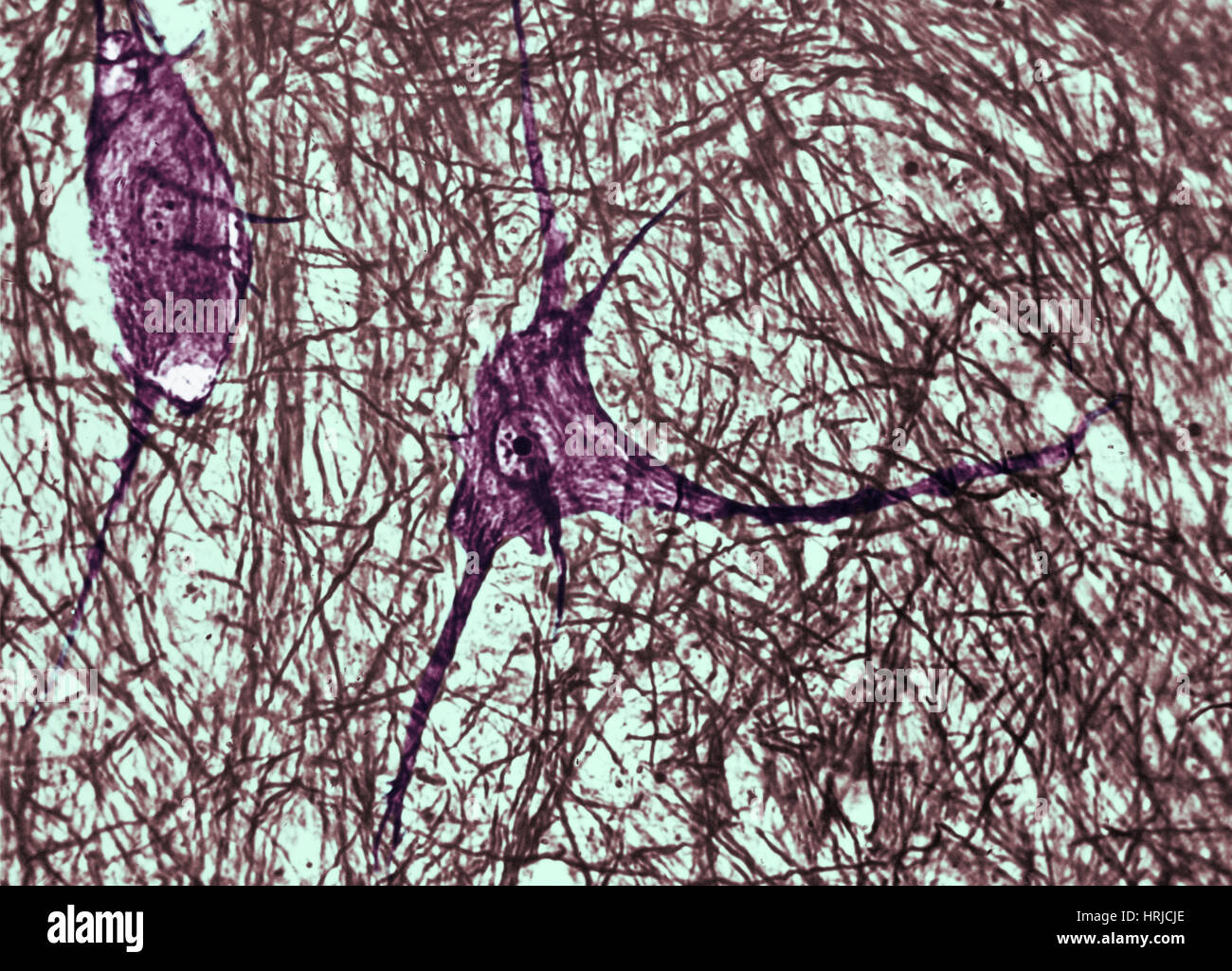 Motor neuron cell hi-res stock photography and images - Alamy