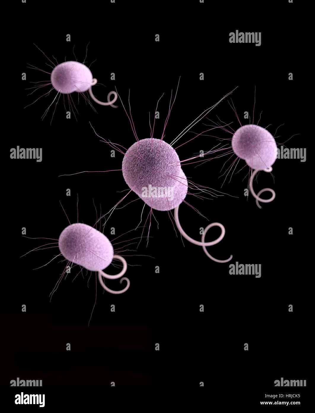 DrugResistant Pseudomonas aeruginosa Stock Photo Alamy