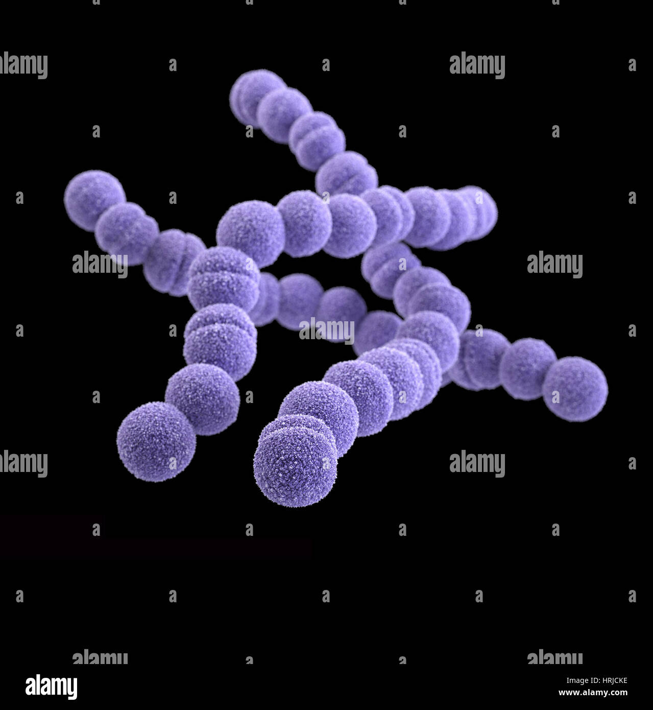 Drug-Resistant Group A Streptococcus Stock Photo