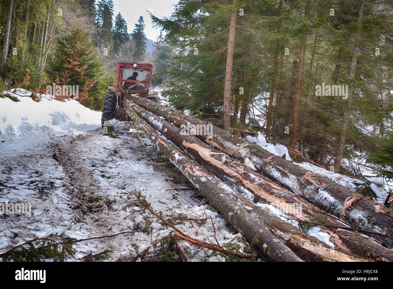 Skidding timber / Tractor is skidding cut trees out of the forest. Stock Photo
