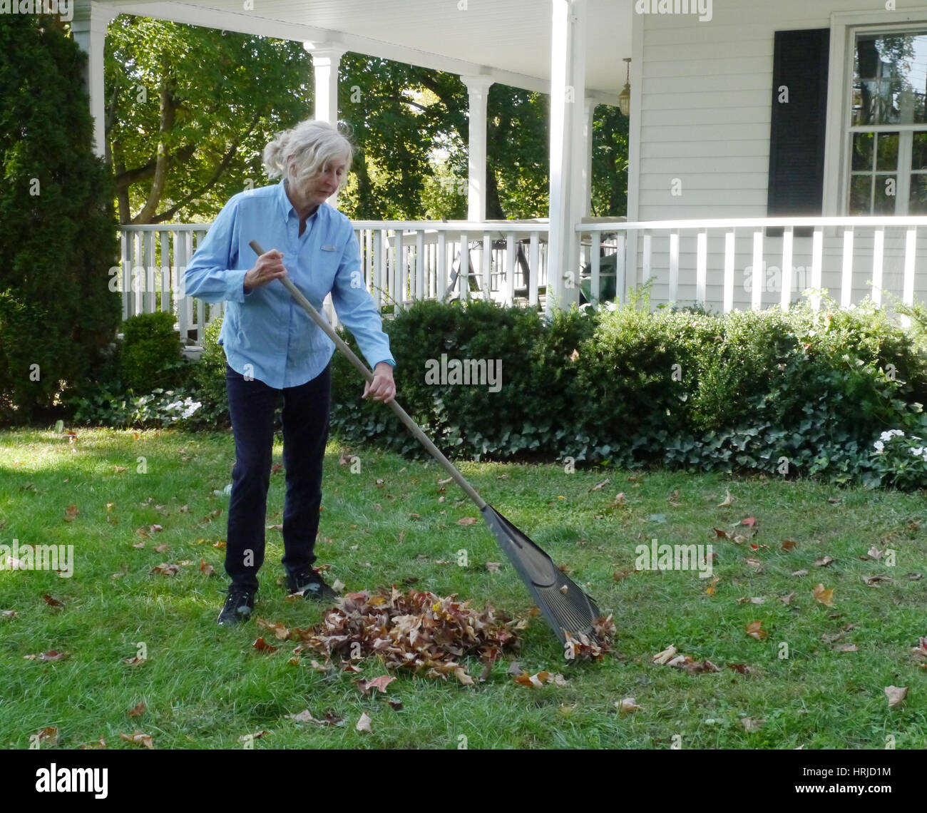 Senior Woman Raking Leaves Stock Photo