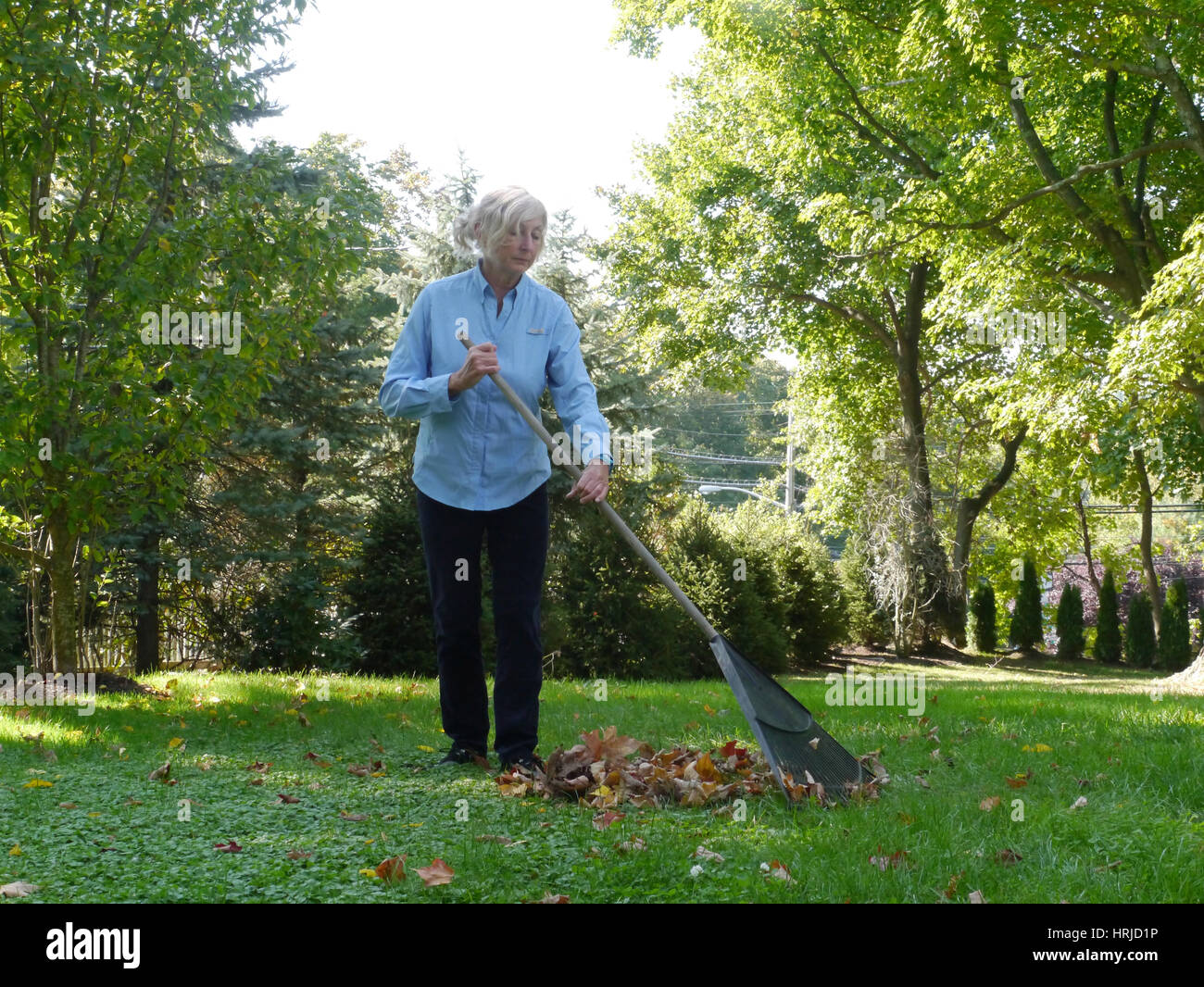 Senior Woman Raking Leaves Stock Photo