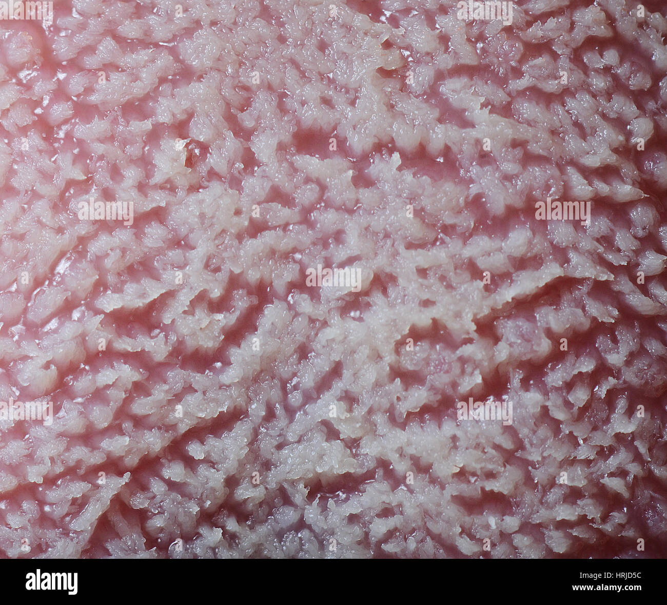 Tongue Taste Buds Stock Photos & Tongue Taste Buds Stock Images Alamy