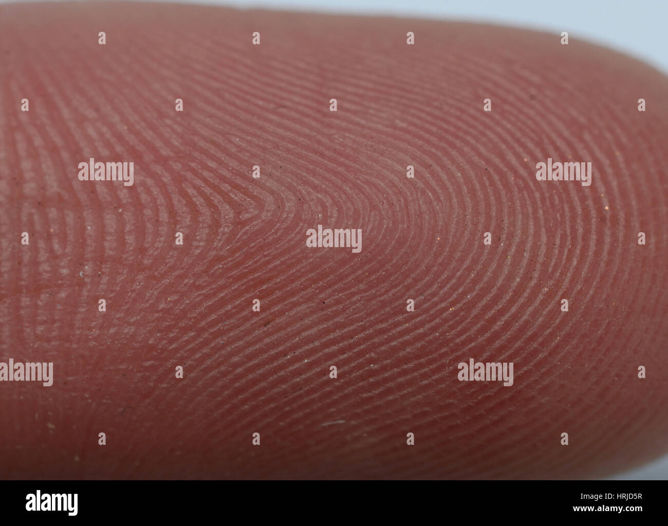 Fingertip showing Fingerprint Ridges Stock Photo Alamy