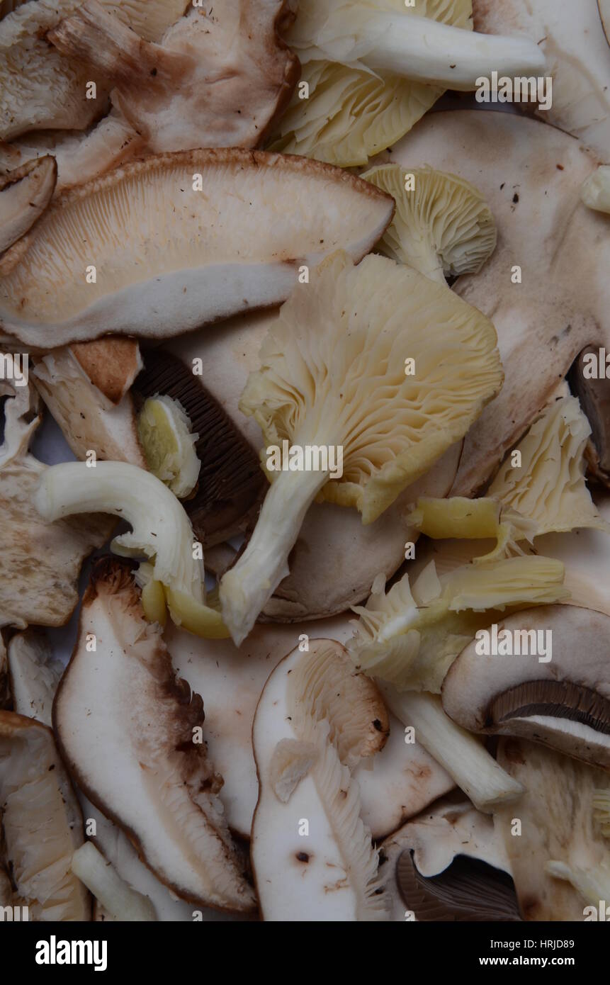 Baby Portobello & Oyster Mushrooms Stock Photo - Alamy