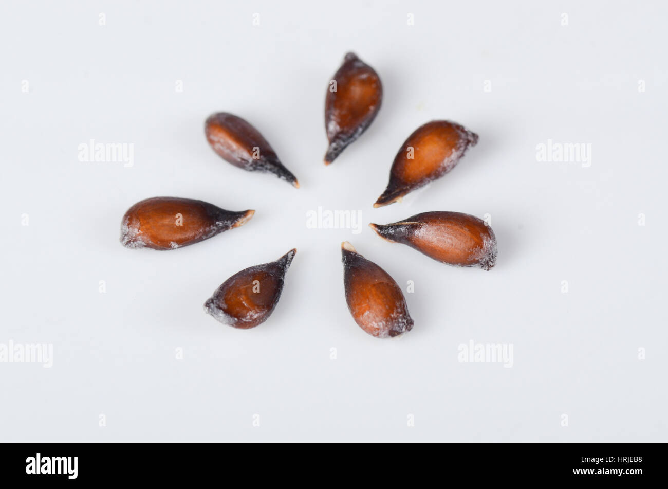 Botanical reproduction hi-res stock photography and images - Alamy