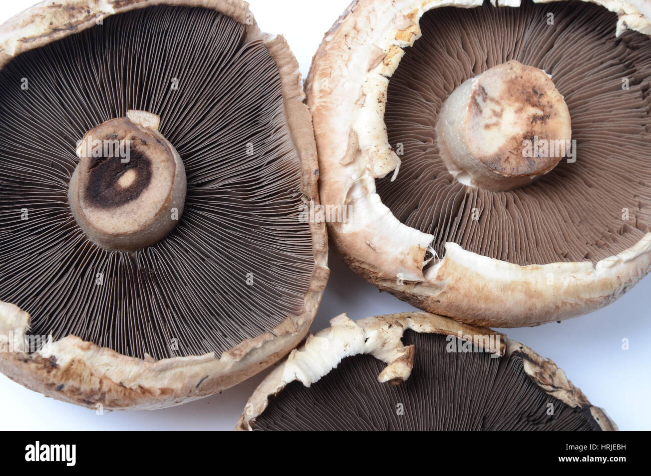 Portabella Mushroom Gills Stock Photo Alamy