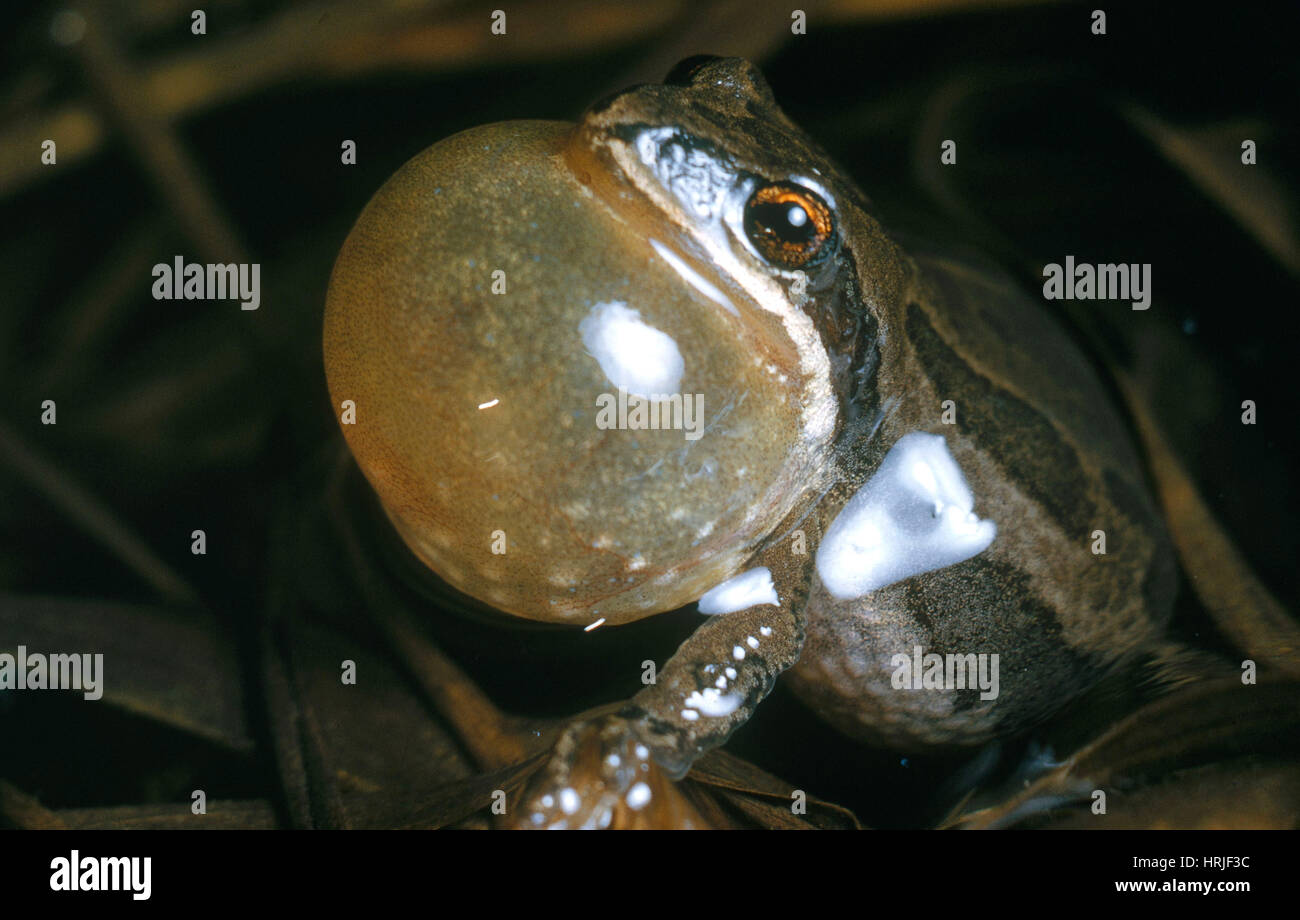 Leopard Frog Stock Photo