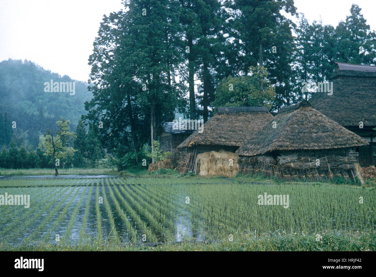 Rice Farm, Japan Stock Photo Alamy