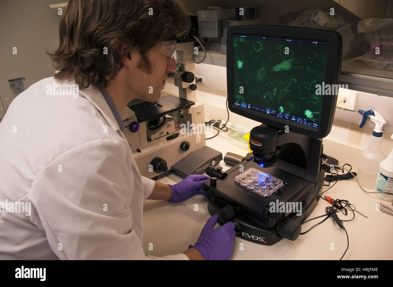 Adult Mesenchymal Stem Cell Research, 2014 Stock Photo