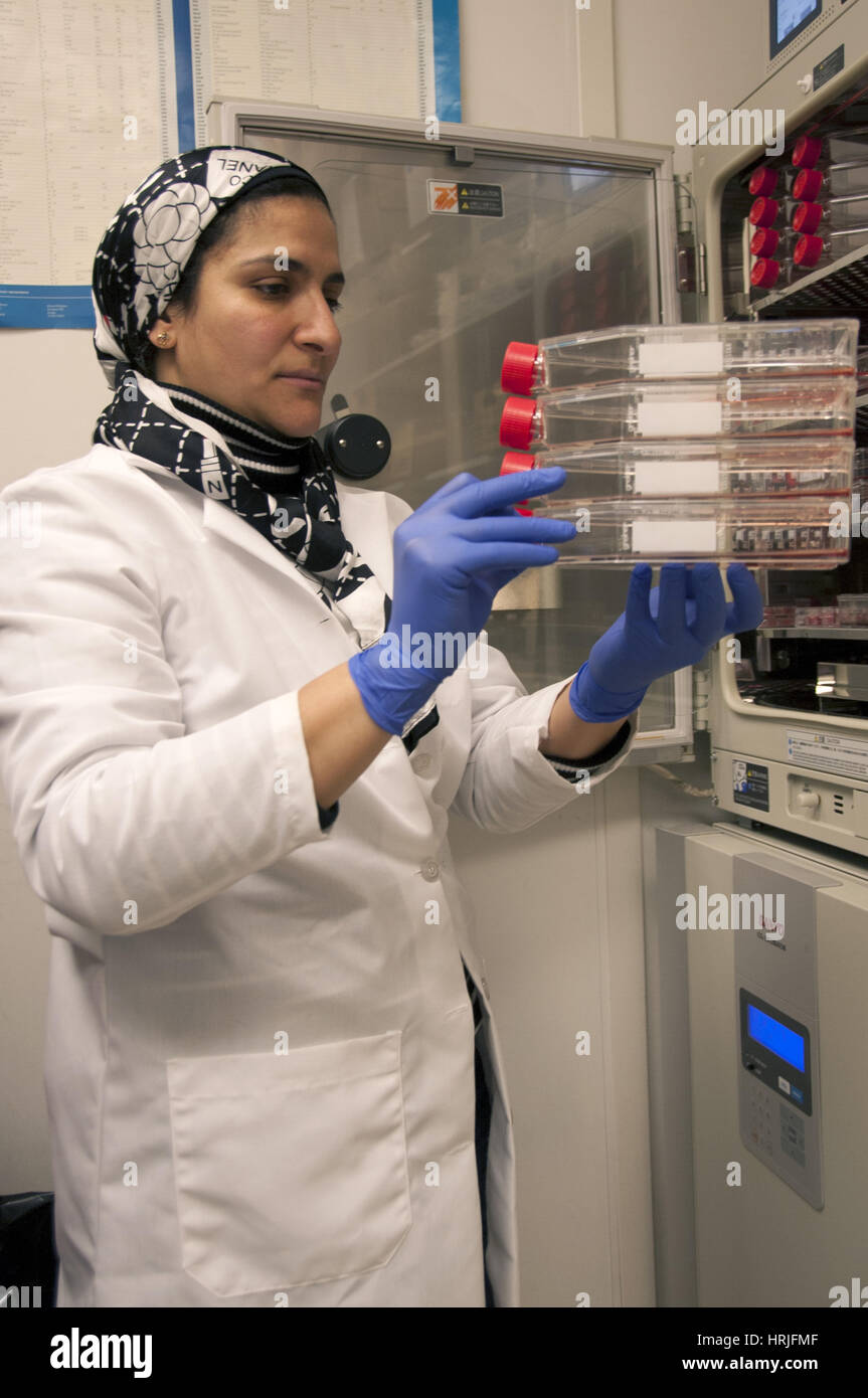 Adult Mesenchymal Stem Cell Research, 2014 Stock Photo
