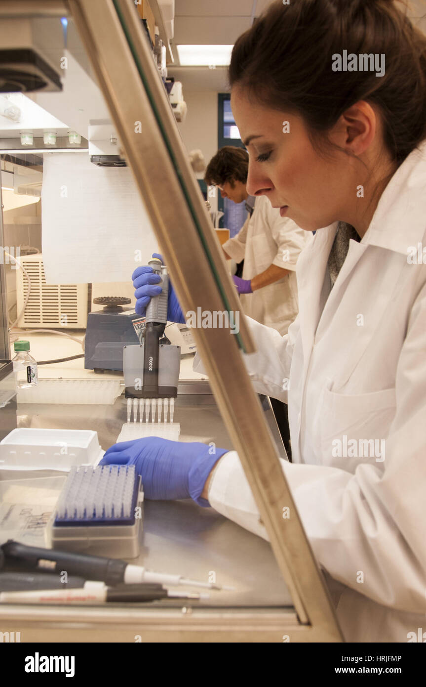 Mesenchymal stem cells hi-res stock photography and images - Alamy