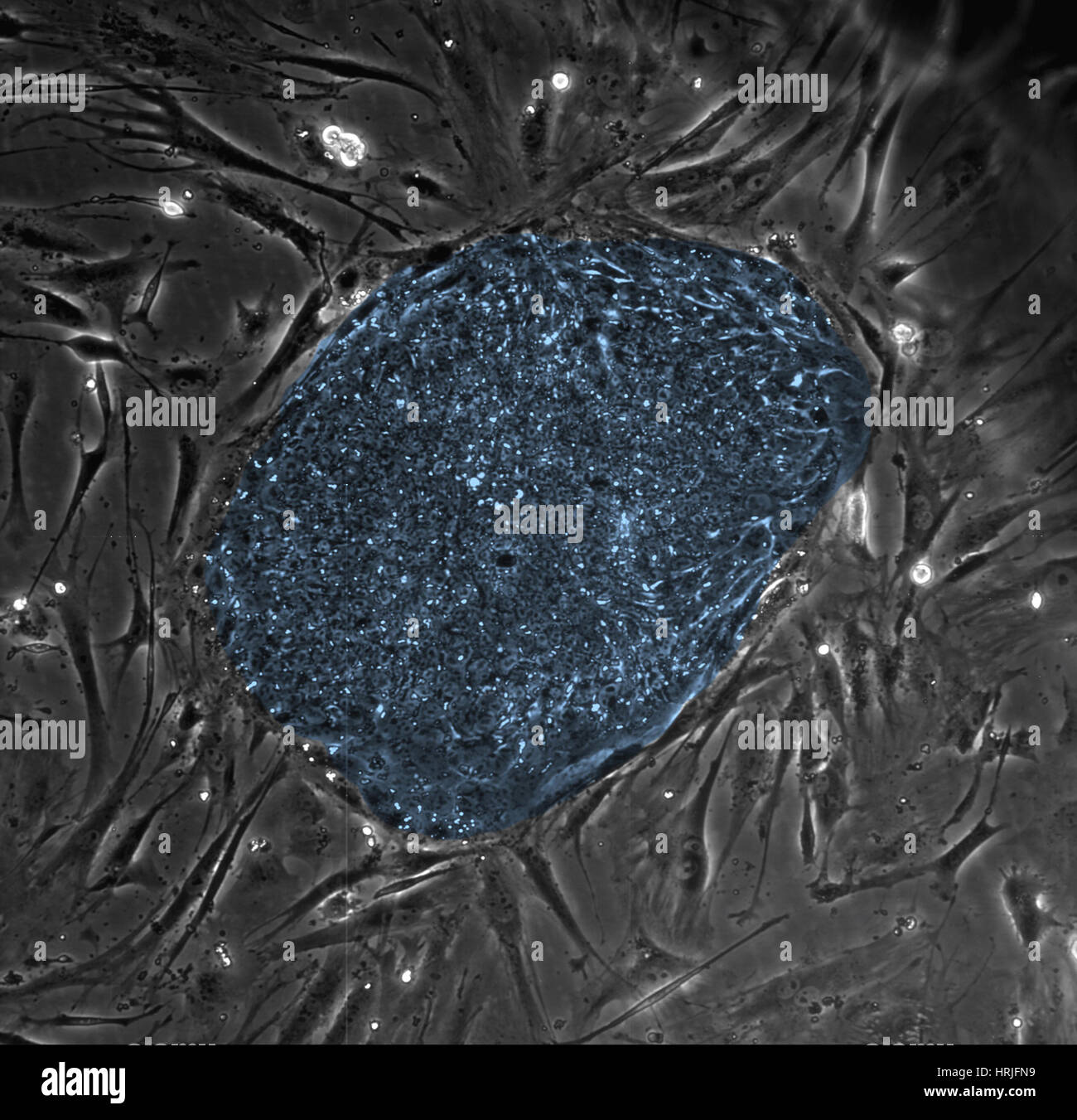 Human Embryonic Stem Cells, LM Stock Photo