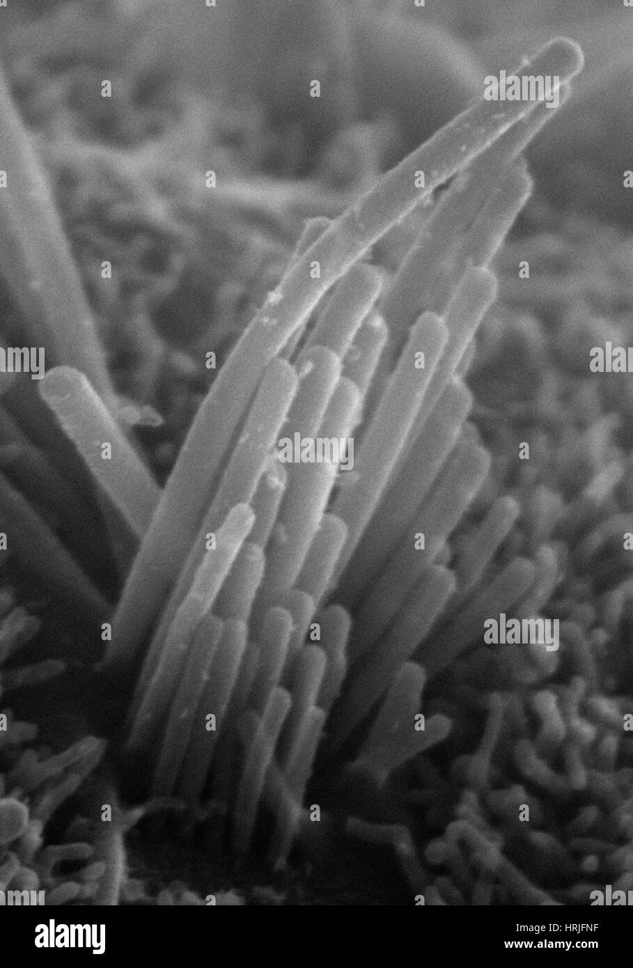 Ear Hair from Mouse ES Cells, SEM Stock Photo