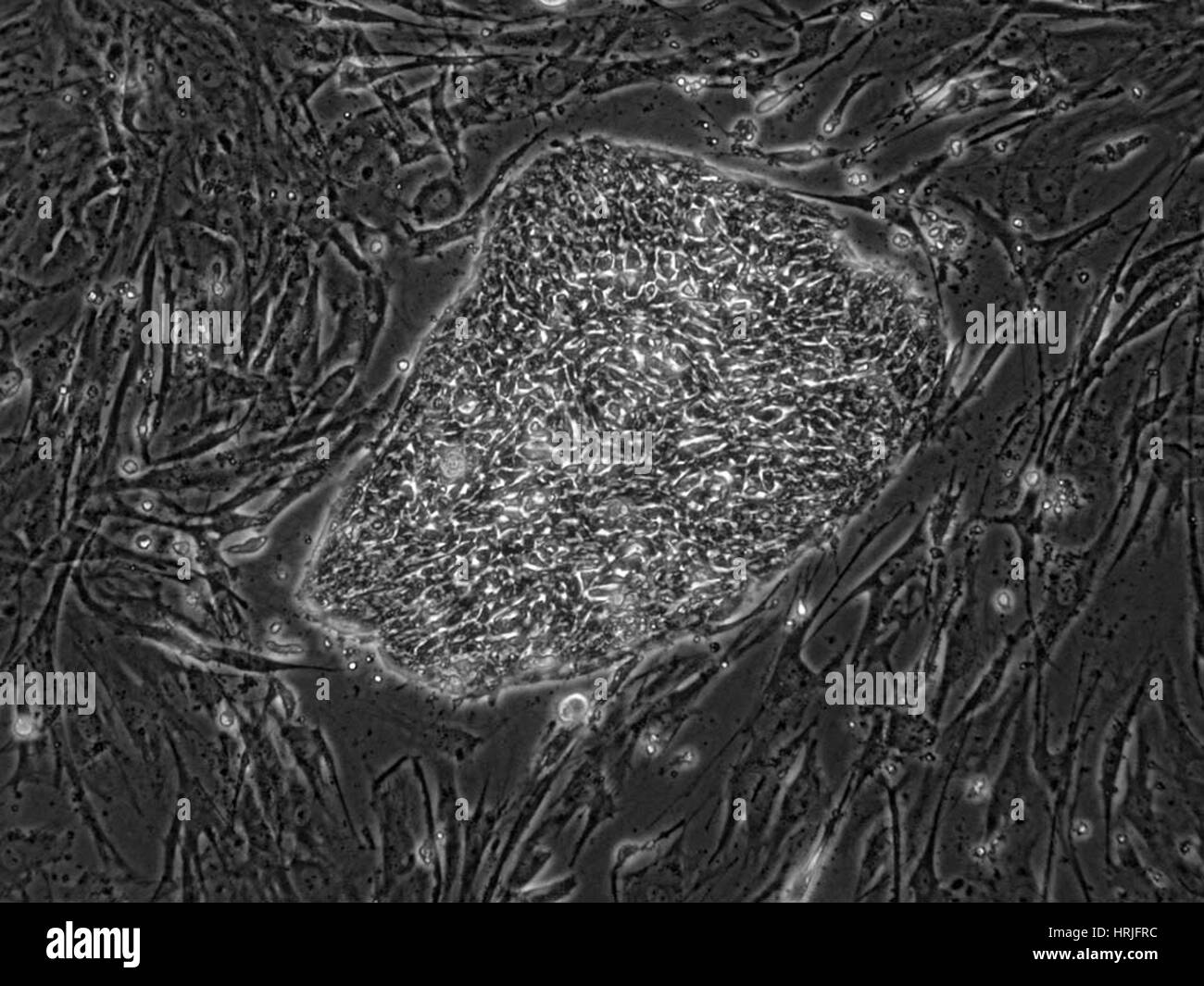 Human Embryonic Stem Cell Line ES02 Stock Photo