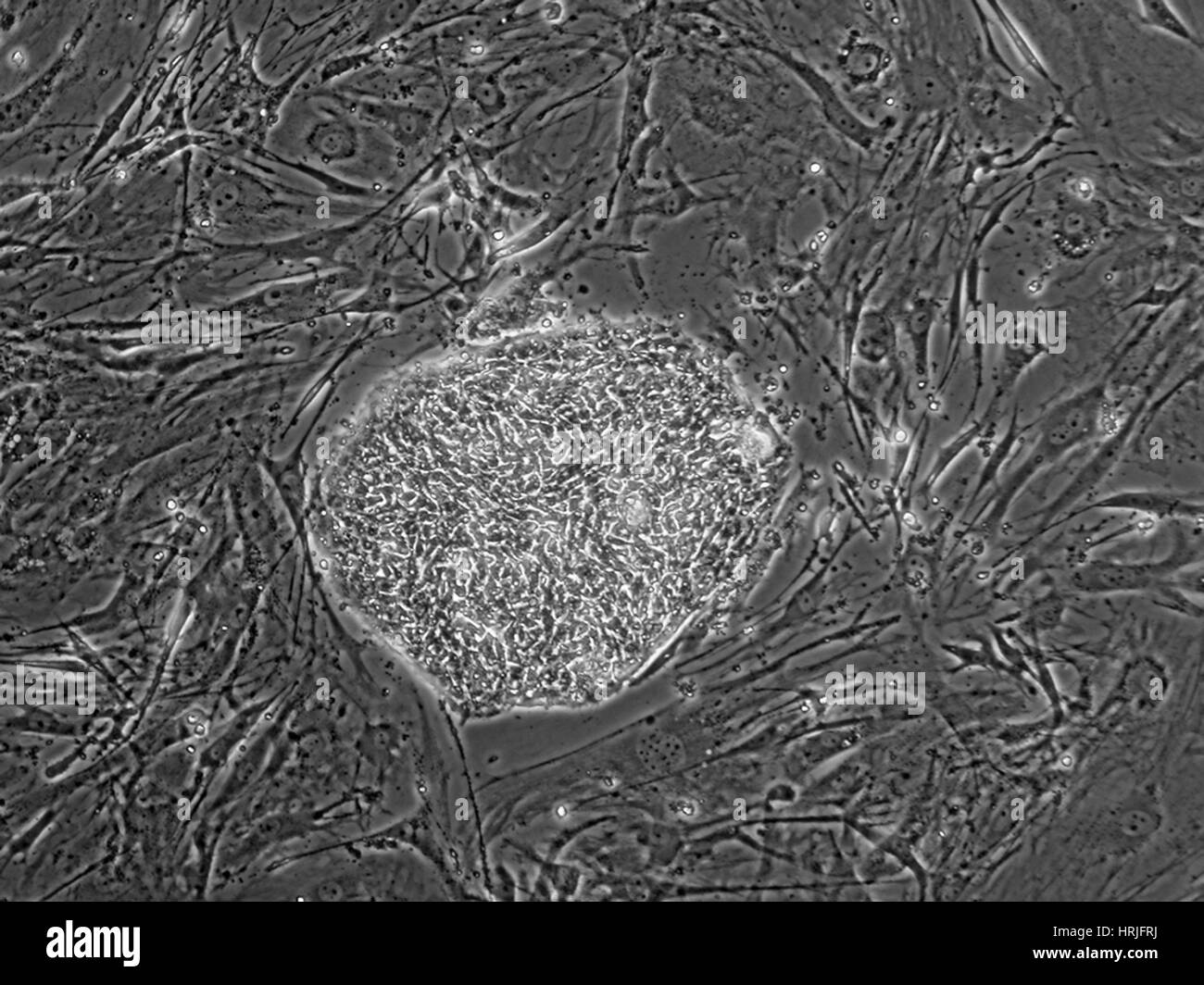 Human Embryonic Stem Cell Line ES05 Stock Photo